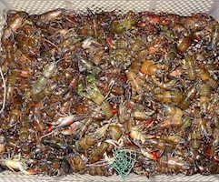 Denunciado un joven de 19 años de El Burgo de Osma por pescar un millar de cangrejos con nasas